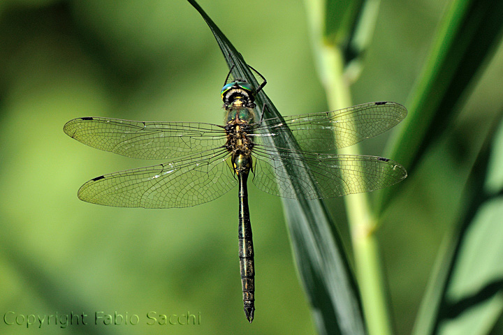 Somatochlora meridionalis